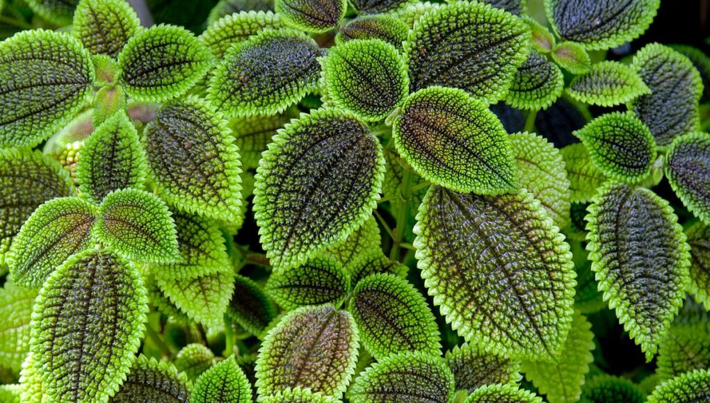 Pilea involucrata
