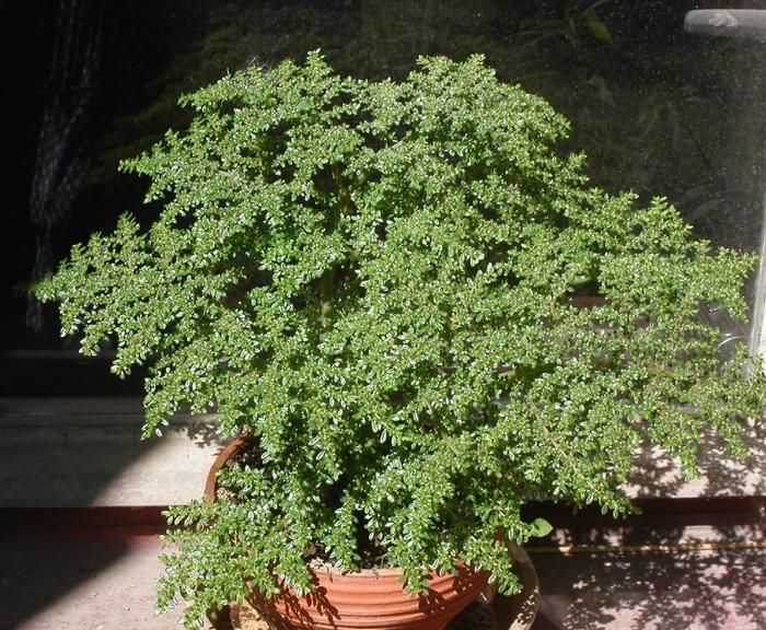 Pilea microphylla