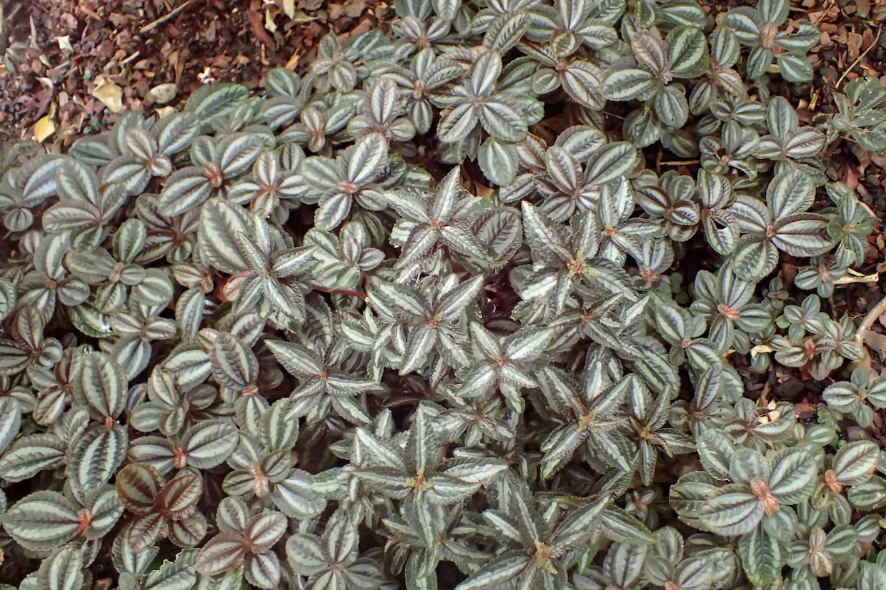 Pilea spruceana
