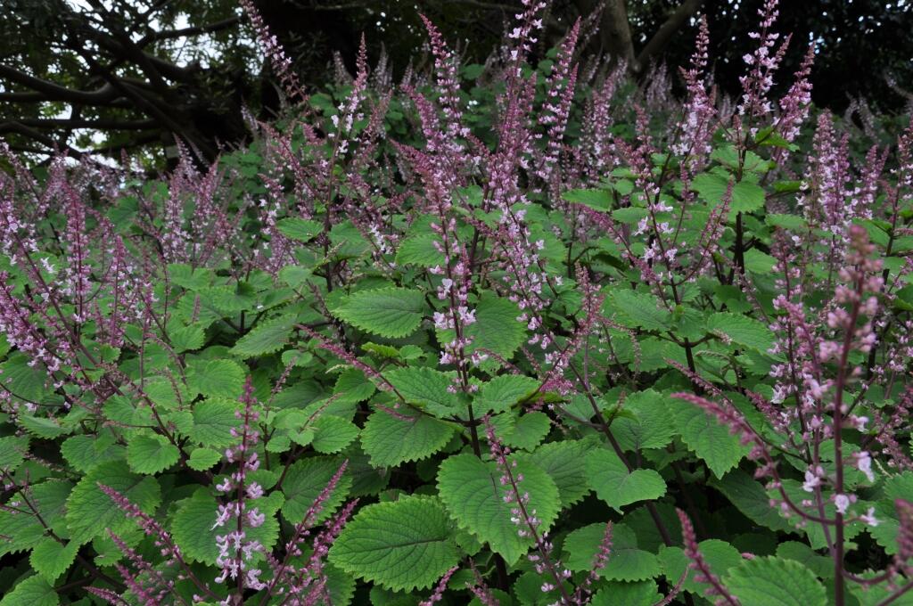 Plectranthus fruticosa