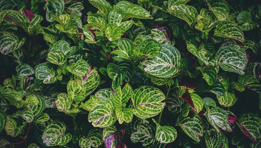Plectranthus oertendahlii