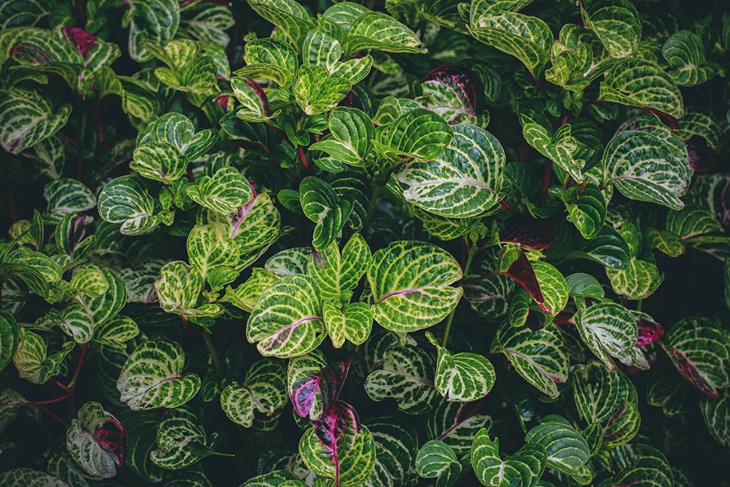 Plectranthus oertendahlii