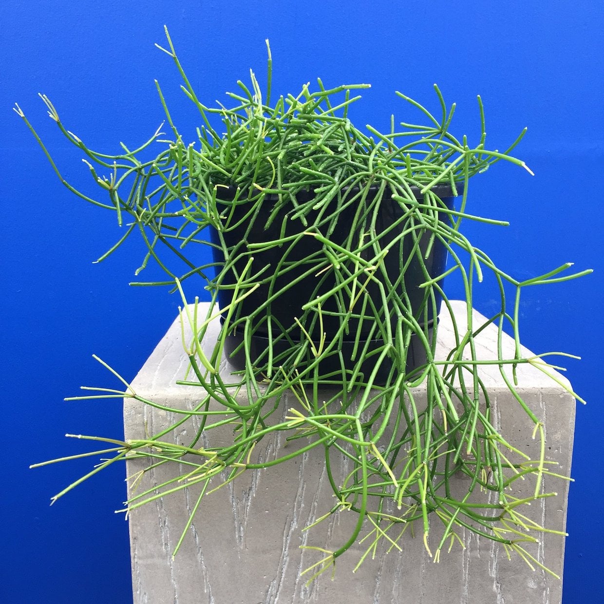 Rhipsalis capilliformis