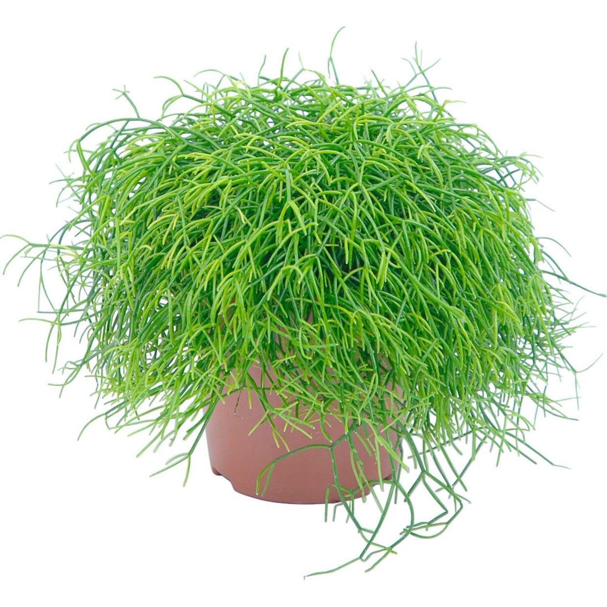 Rhipsalis cassutha