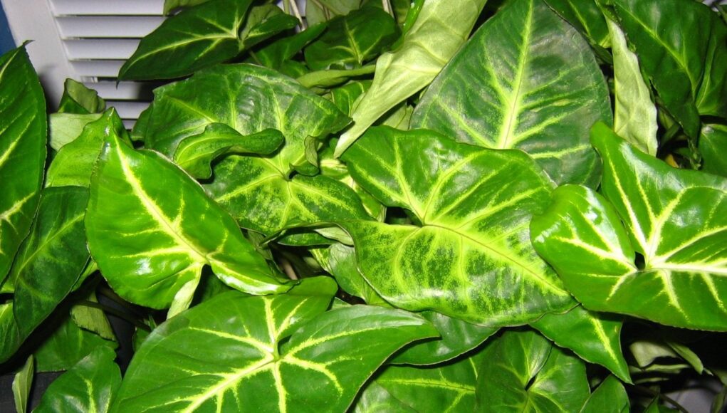 Syngonium