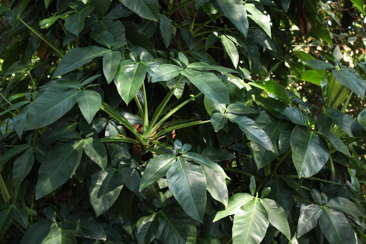 Syngonium auritum