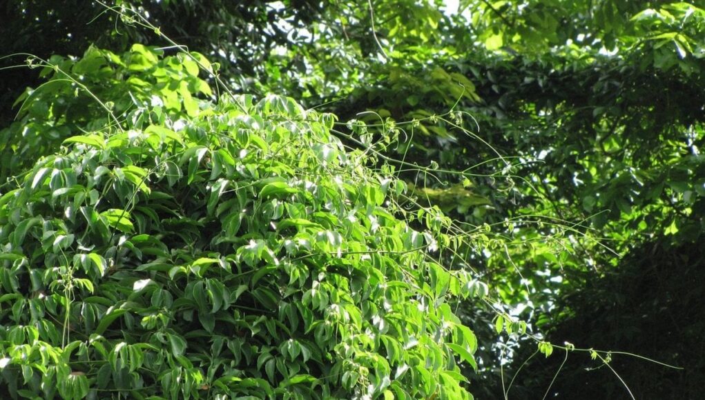 Tetrastigma