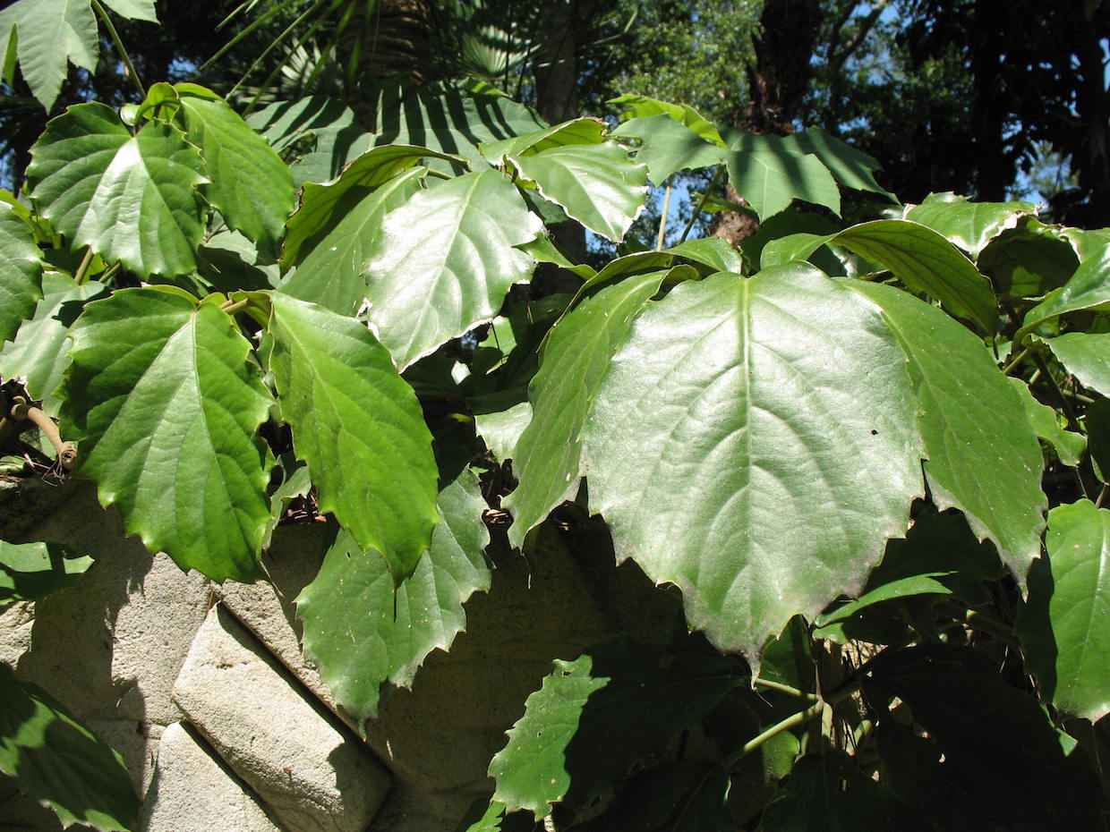 Tetrastigma voineriana