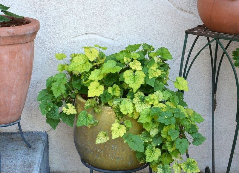 Tolmiea menziesii