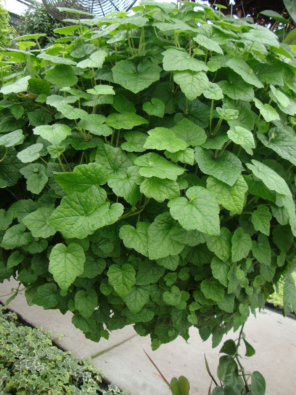 Tolmiea menziesii