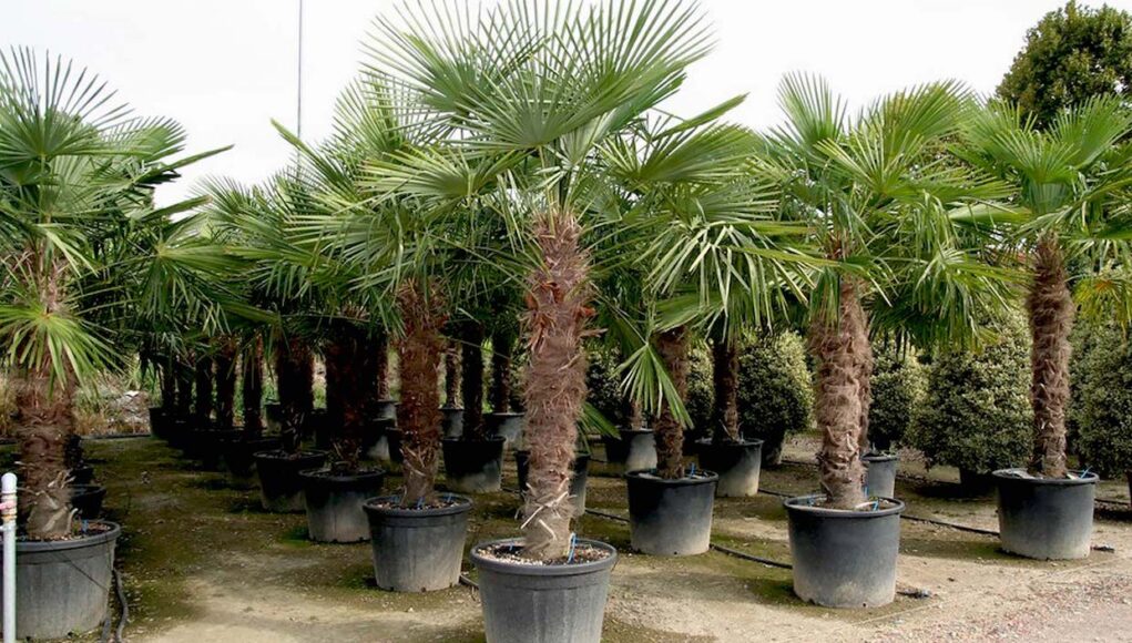 Тrachycarpus fortunei