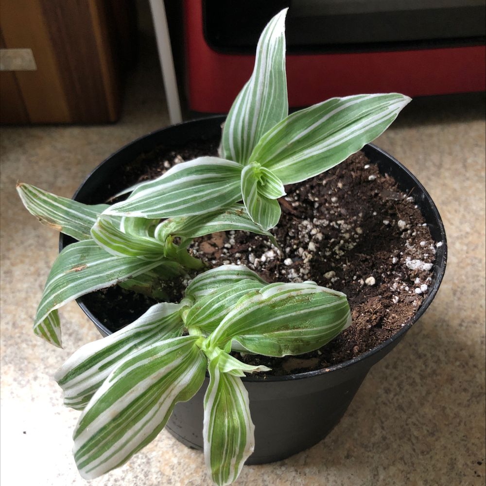 Tradescantia albiflora