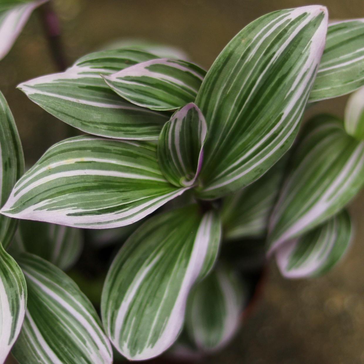 Tradescantia blossfeldiana