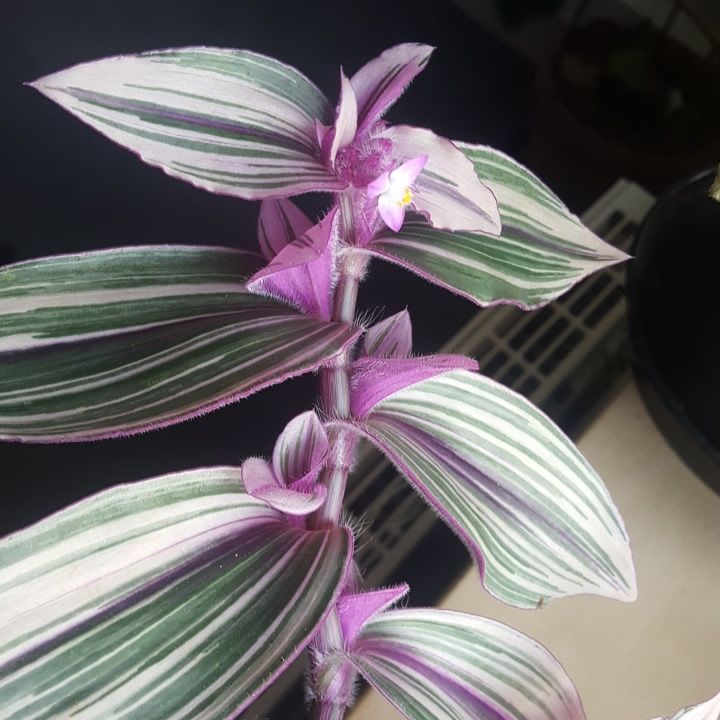 Tradescantia cerinthoides