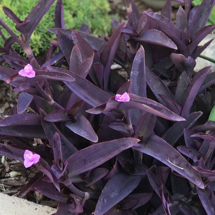 Tradescantia pallida 'Purple Heart'