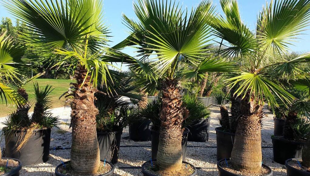 Washingtonia