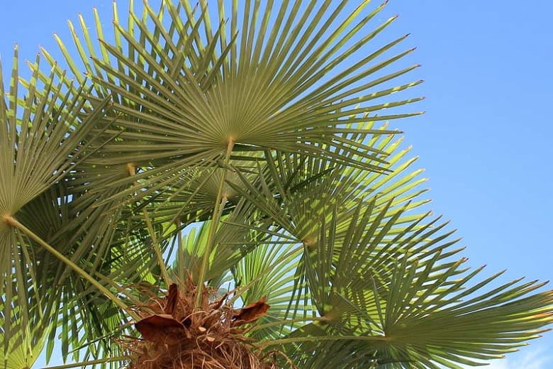 Washingtonia filifera