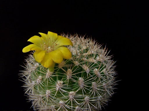 Weingartia erinaceae