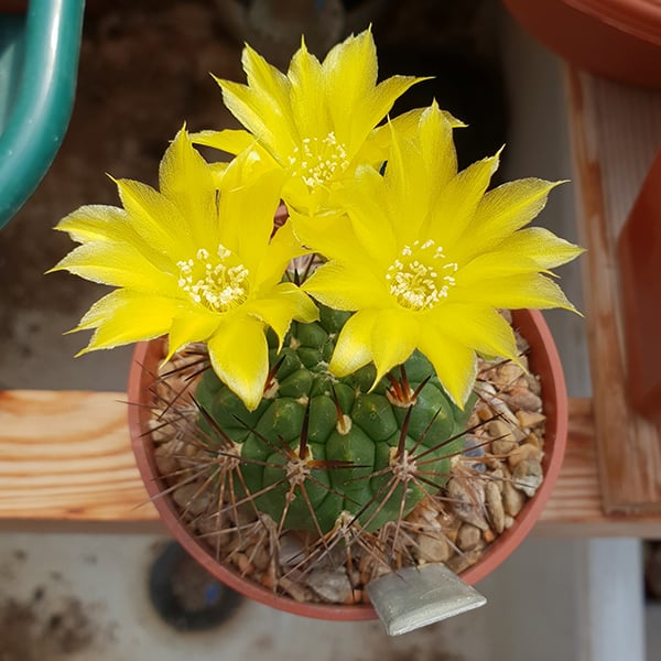 Weingartia fidaiana