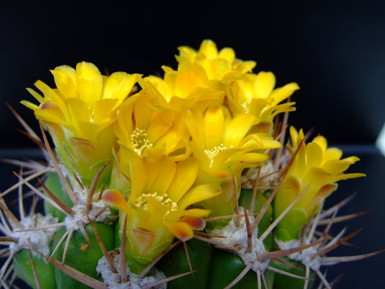 Weingartia neocumingii