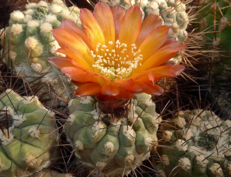 Weingartia neumanniana