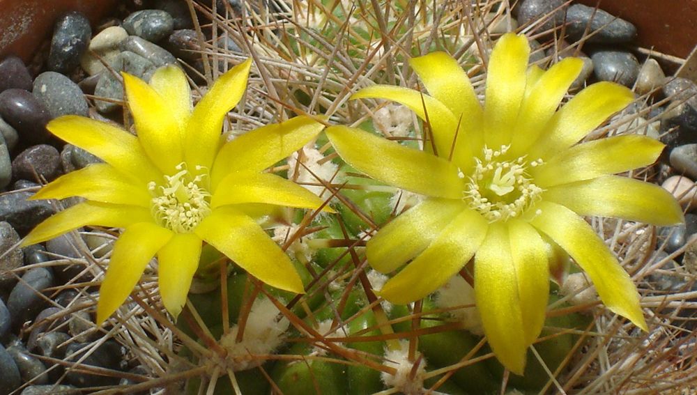 Weingartia riograndensis