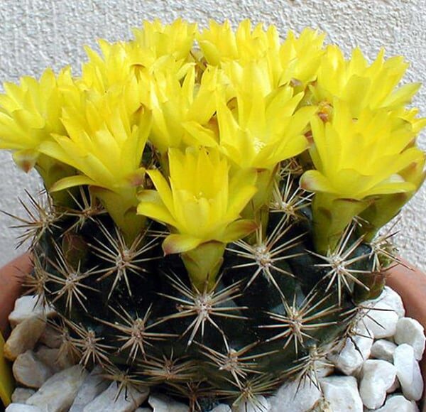 Weingartia sucrensis