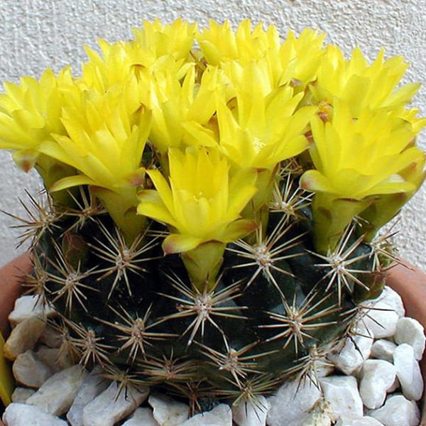 Weingartia sucrensis