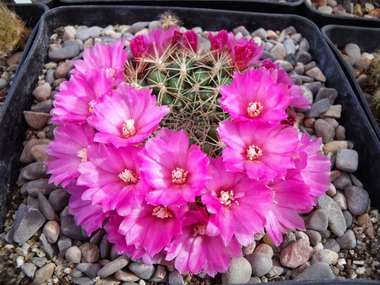 Weingartia torotorensis