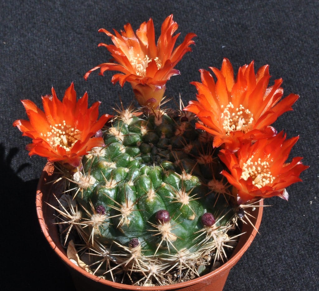 Weingartia trollii