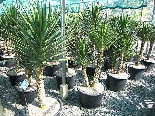 Yukka aloifolia