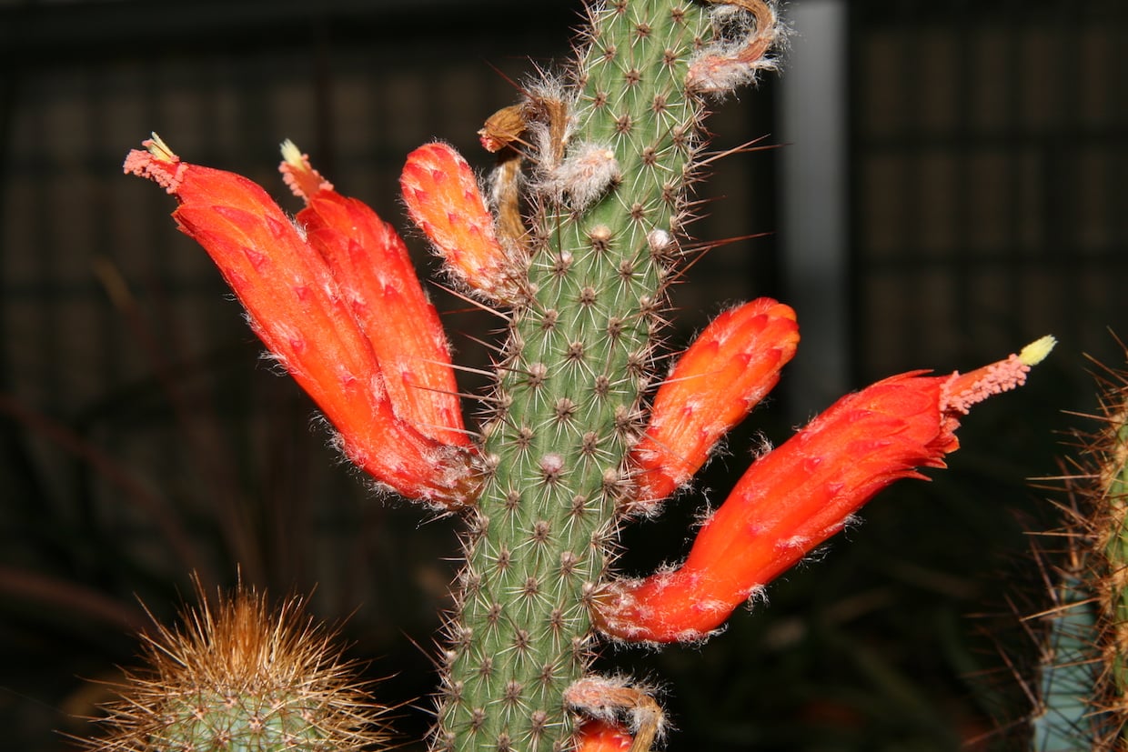 Cleistocactus baumannii