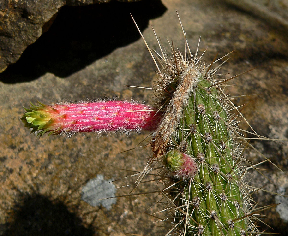 Cleistocactus smaragdiflorus