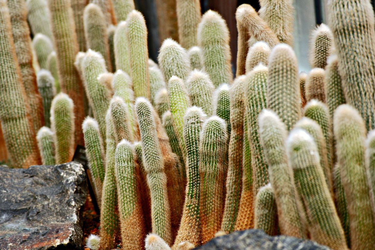 Cleistocactus strausii
