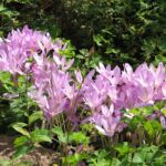 Colchicum autumnale