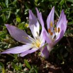 Colchicum brachyphyllum