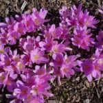 Colchicum cilicicum