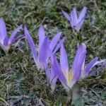 Colchicum montanum