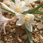 Colchicum ritchii