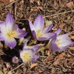 Colchicum speciosum