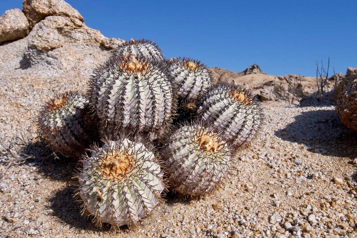 Copiapoa cinerea