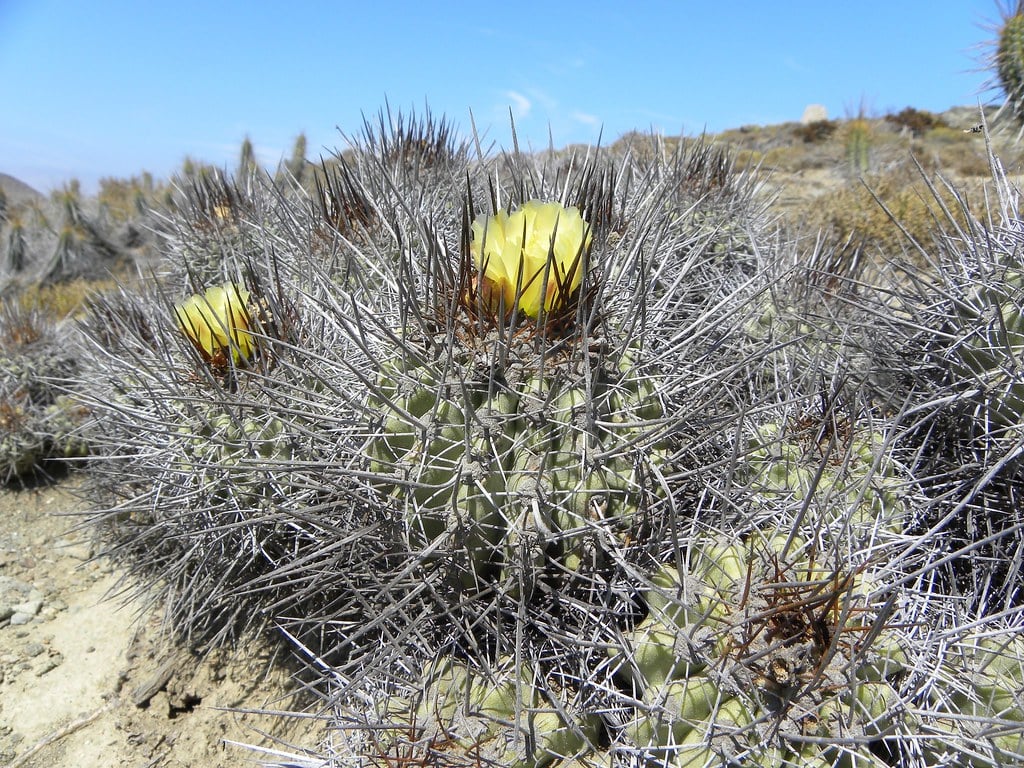 Copiapoa coquimbana