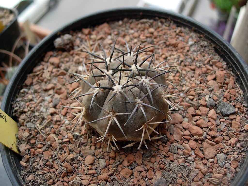 Copiapoa echinoides
