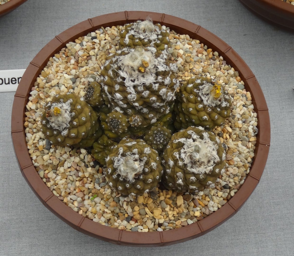 Copiapoa hypogaea