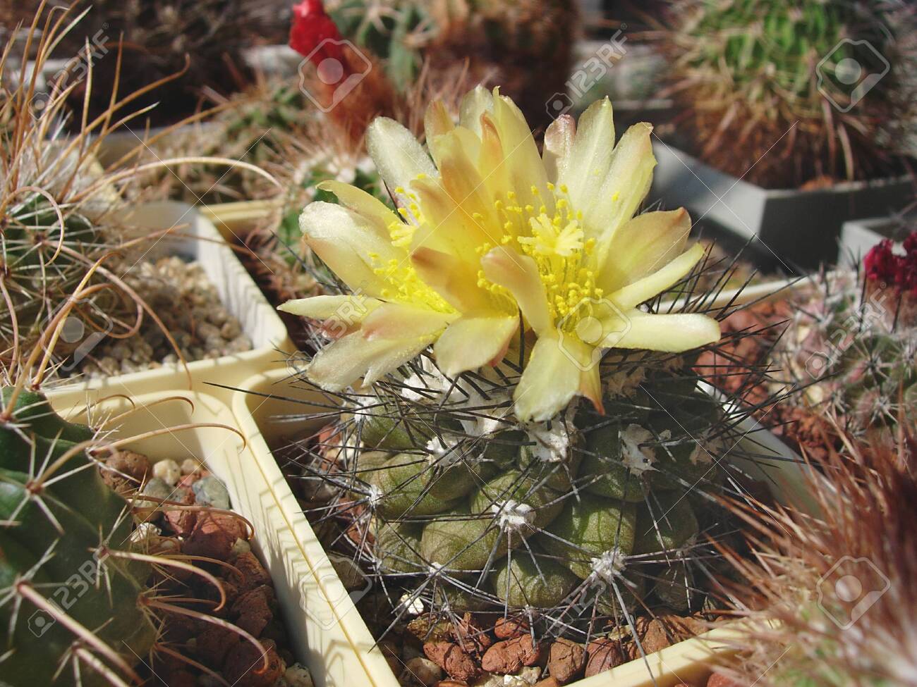 Copiapoa longispina
