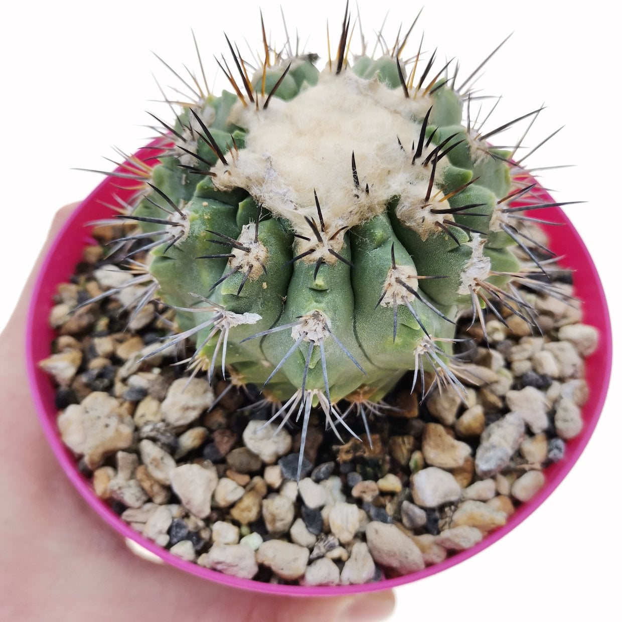Copiapoa montana