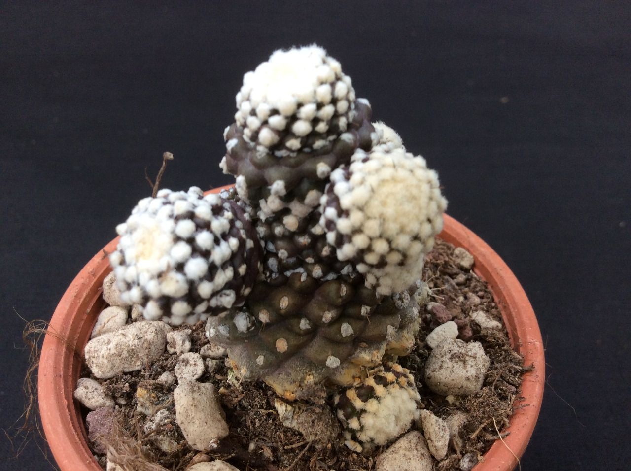 Copiapoa tenuissima
