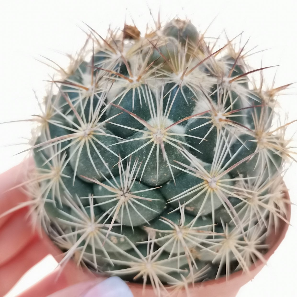 Coryphantha bergeriana