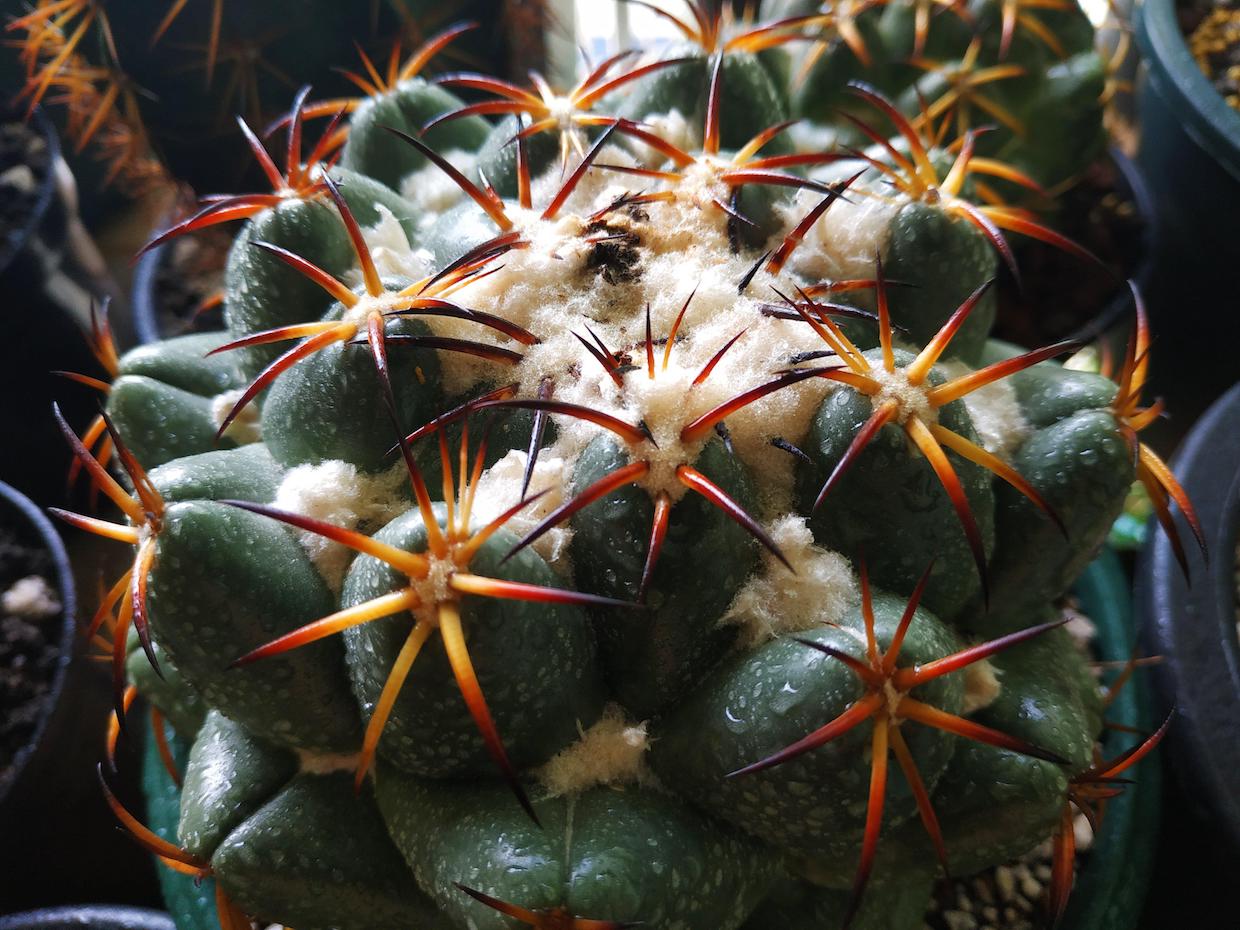 Coryphantha bumamma