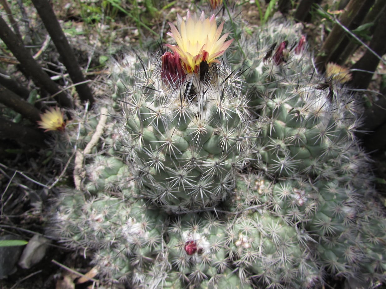 Coryphantha durangensis
